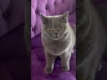 So you think British Shorthair cats are cute? Check this! 😼#britishshorthair