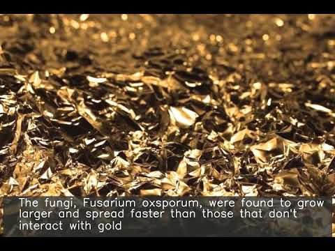 Fungi that draws gold particles from its surroundings found