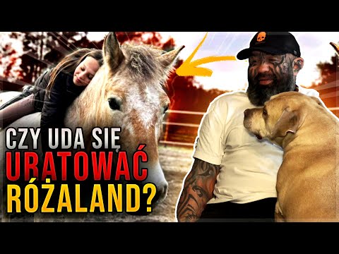 CZY UDA SIĘ URATOWAĆ RÓŻALAND? | Opowiada Marcin Różalski