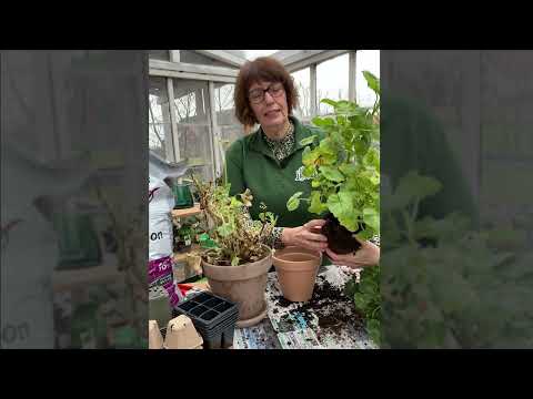 Ta fram pelargonen från vintervilan