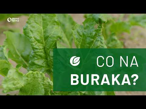 Film na temat: { video.title }}
