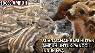 Download lagu Suara anak babi hutan panggil induk nya. mp3