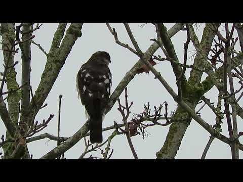 11/16/24 Sub Adult Sharp-Shinned Hawk Kent Wa 1975-163