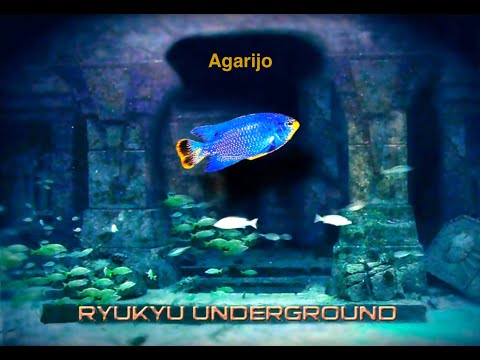 Ryukyu Underground - Agarijo