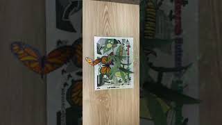 Quiver Butterfly