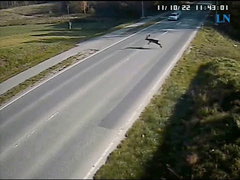Unglaubliche Aufnahmen: "Hirschradar" verhindert Unfälle!