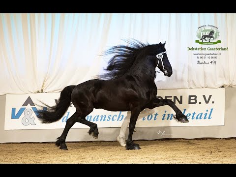 MARKUS 491 Hengstenkeuring 2022