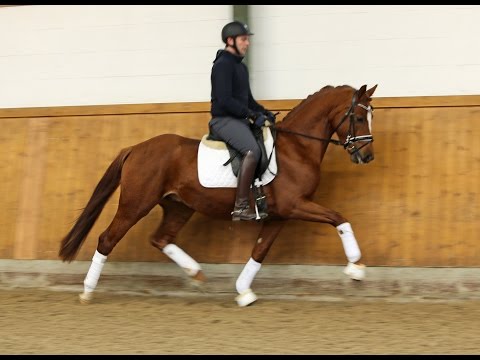 Stallion by Quasar de Charry, *2013