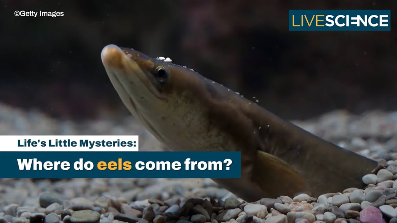 Where do eels come from? — Live Science