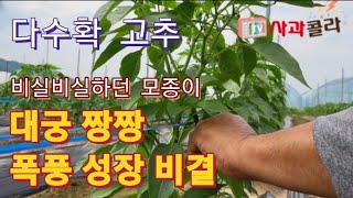 [고추재배23-3] 분명히 약했던 고추모가 대궁짱짱 놀라운 폭풍성장 /강소농/ 다수확 고추재배법