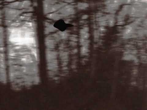 Forsaken Gardens Peter Hammill