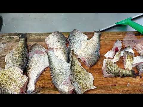 Lahnan verkkopyyntiä 29.5.2022 / Bream fishing