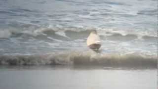 Glaucous Gull - 1st March 2013, Balranald RSPB, North Uist, Outer Hebrides, Scotland, UK