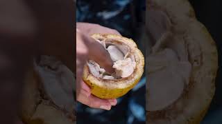 Phil Hunts for Jungle-Grown Cacao in Panama | The Next Turn by Expedia