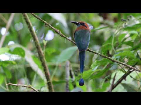 Broad  billed Motmot O28A0135