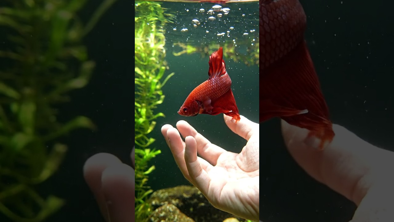 Chaching Fish in Hand #fish #aquarium