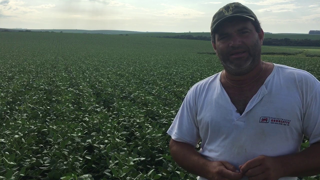 SOJA PRECOCE, ACERTO OU RISCO ?