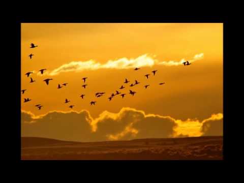 Ancientmind - The Last Birds (Arctic Moon Remix)