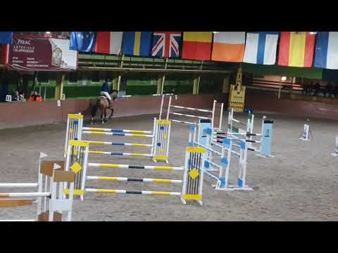 Attyllan Gl  kl. N  Centrum hipiki Jaszkowo