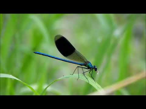 Sávos szitakötő szúnyogot