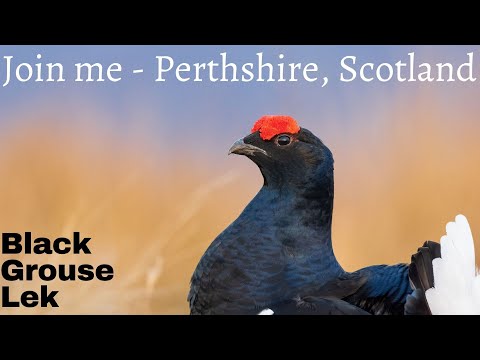 Black Grouse Lek Photography Workshop in Perthshire, Scotland
