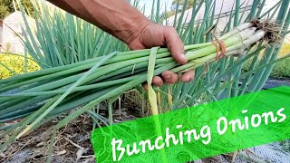 Bunching Onions: How to grow, harvest, clean, and sell bunching onions