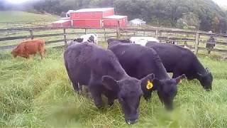 Building & setting fence posts and cows!