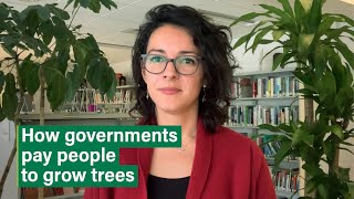 How Latin American Countries Reward Farmers For Growing Trees