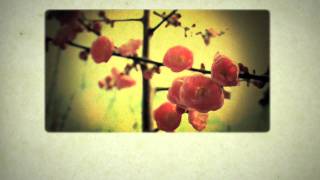 Never Shout Never - Hallelujah (Lyric Video).mp4