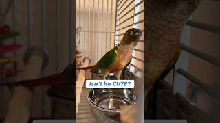 First days with a Green Cheek Conure #parrot #bird