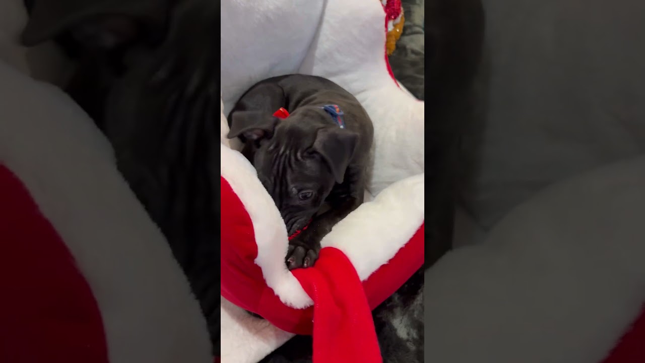 Apollo, a ADOPTABLE mixed breed in Park Forest, IL video 6/6