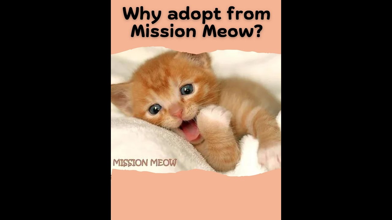 Enlarge WHY WE ARE THE BEST TO ADOPT FROM!, a Adoptable Domestic Short Hair in Rocklin, CA video 1/2