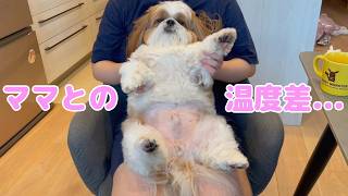 【シーズー犬】ママとぽこちゃんの日常【Vlog】