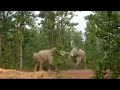 Asian Engry Elephant Attack Elephant Attack Elephant Elephant Wildlife Beautifulindia8344
