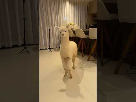 Zuzu já sabe dançar 💃 😆🤍🦙 #nathaliavalente #nathalia