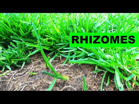 Elite Kentucky Bluegrass Rhizomes
