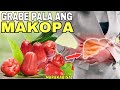 MAKOPA 8 HEALTH BENEFITS SIDE EFFECTS OF WAX APPLE FRUIT Grabe Pala Ang Benepisyo Ng MAKOPA