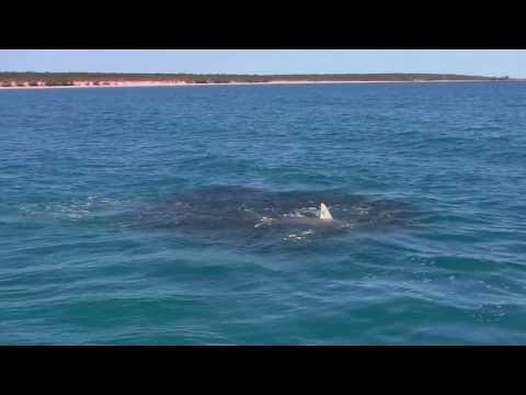 Saltwater Flyfishing Action - Weipa baitballs