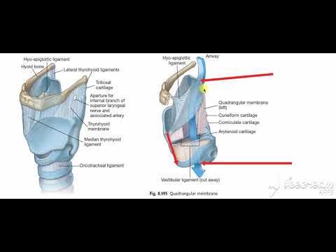 Larynx membranes ligaments 2