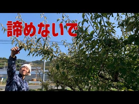 梅・梅の木 植物