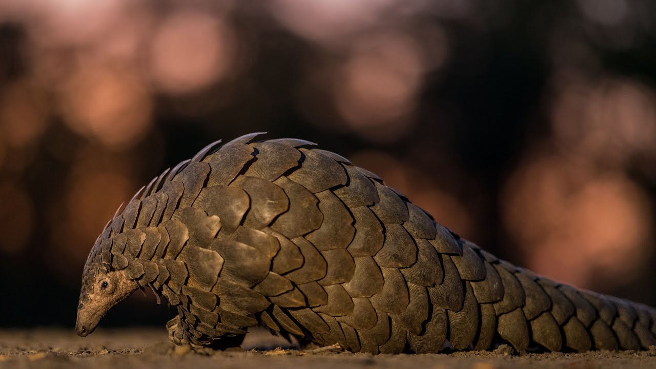 Partnerships for Pangolin: Protecting the World's Most Trafficked Mammal