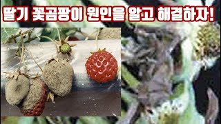 딸기 꽃곰팡이 해결 방법은??