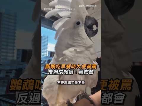 【講到惱羞😂】鸚鵡吃早餐時大便被罵 反過來教媽：鳥都會這樣｜鸚鵡｜鳥｜早餐｜大便｜寵物
