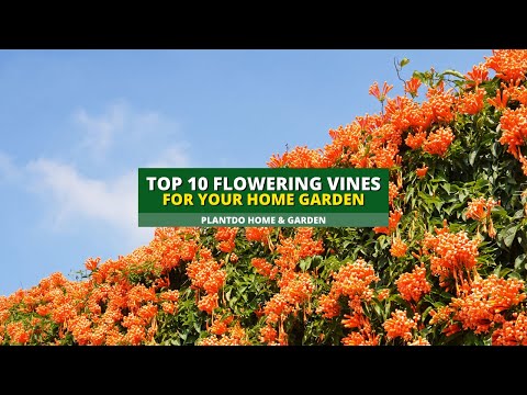 10 Stunning Flowering Vines for Your Home Garden 🌼🌸🌺