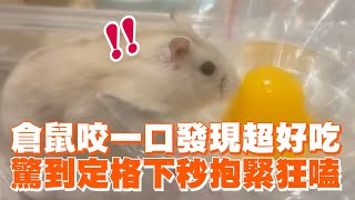 倉鼠咬一口發現超好吃 驚到定格下秒抱緊狂嗑 ｜#寵物雲