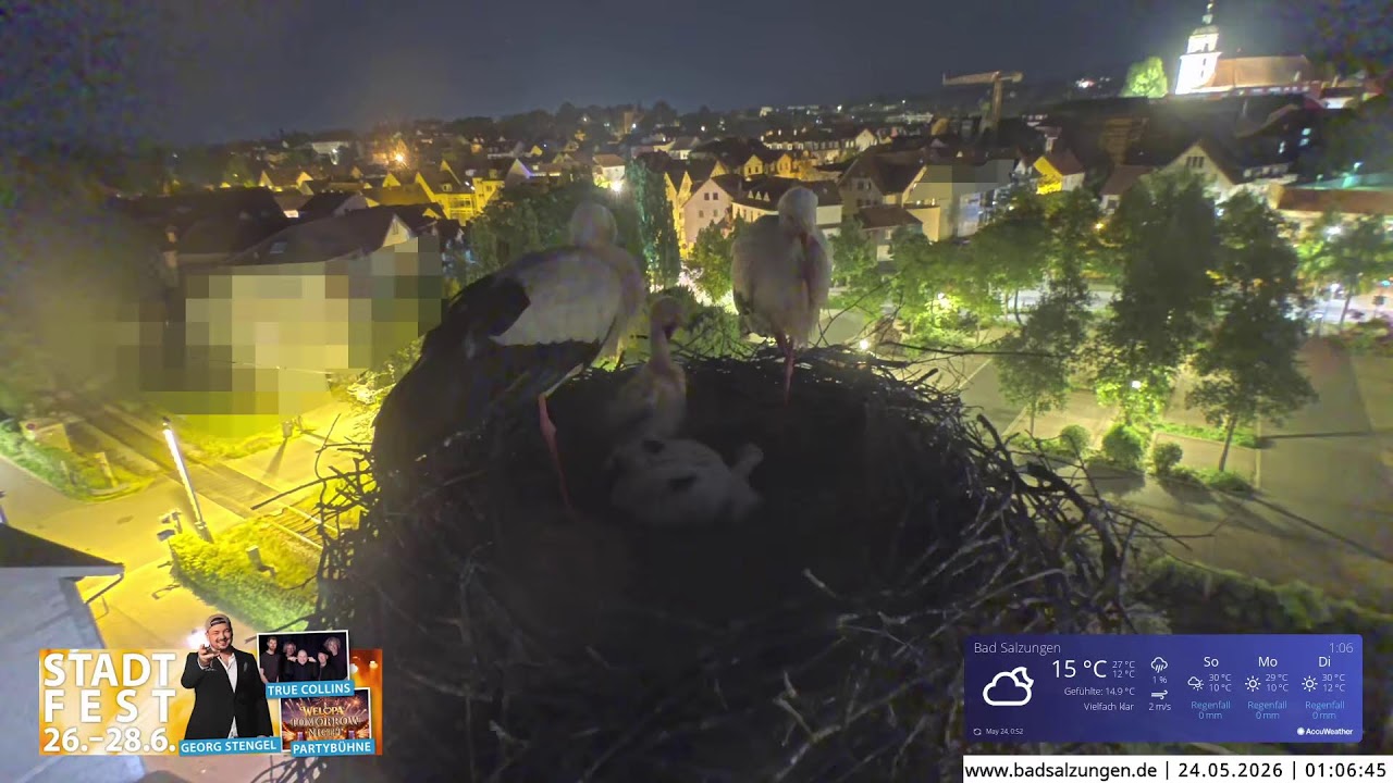 Storchennest Live Webcam in Bad Salzungen, Thüringen
