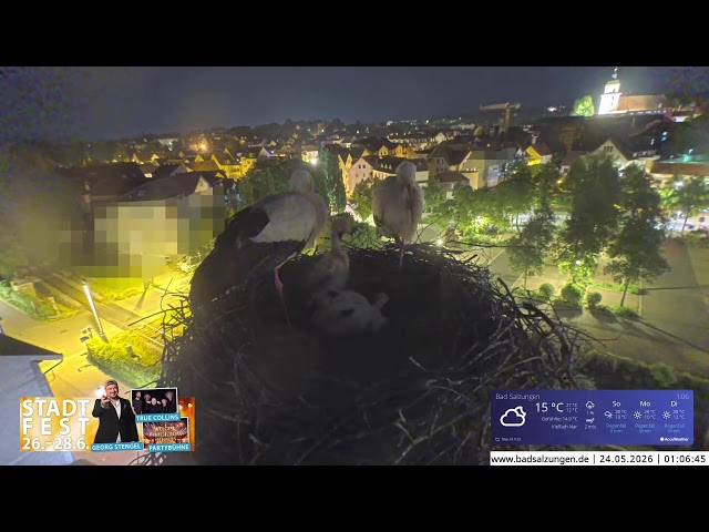 Storchennest Live Webcam in Bad Salzungen, Thüringen SDDEFAULT Thumbnail
