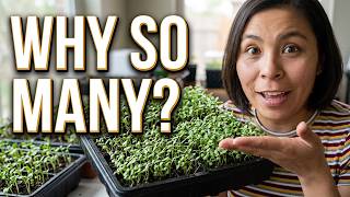 Stop Buying Expensive Trees! 🌵 Easy Way to Grow Desert Willows from Seed