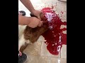 A Woman Slaughters A Sheep