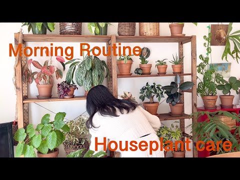 , title : 'アーバンジャングルな部屋を目指す観葉植物のある暮らし/ モーニングルーティン/ Morning Routine  houseplant  care /plant vlog'